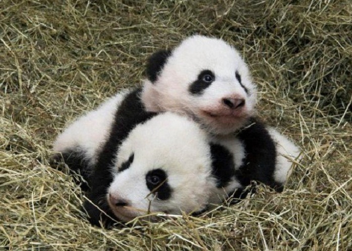 Panda twins celebrate half-year birthday at Vienna zoo 